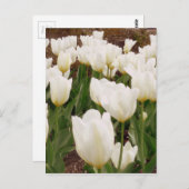 Blume Postkarte (Vorne/Hinten)