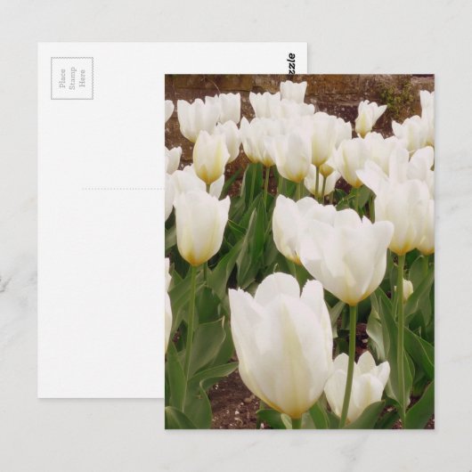 Blume Postkarte (Vorne/Hinten)