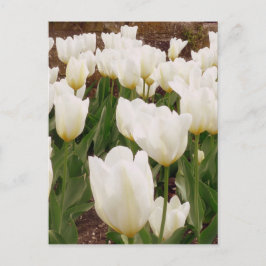 Blume Postkarte