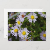 Blume Postkarte (Vorne/Hinten)