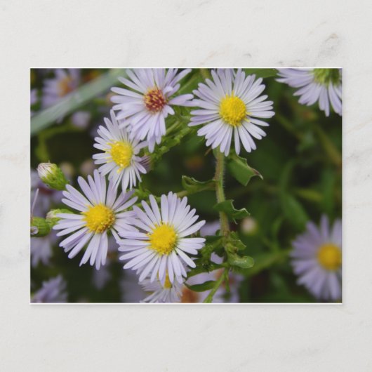 Blume Postkarte (Vorderseite)