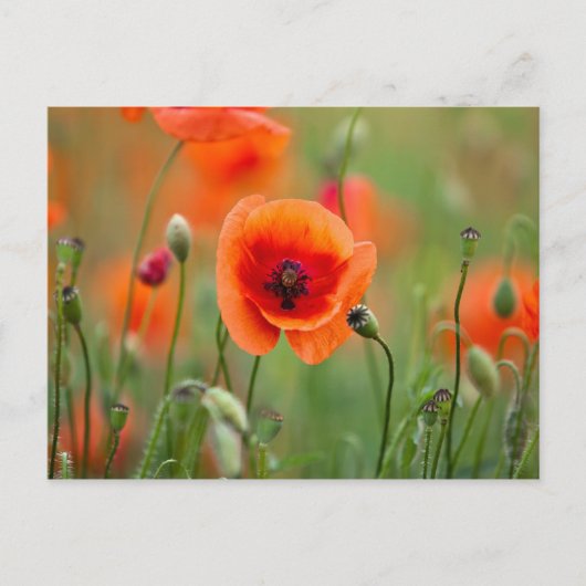 Blume Postkarte (Vorderseite)
