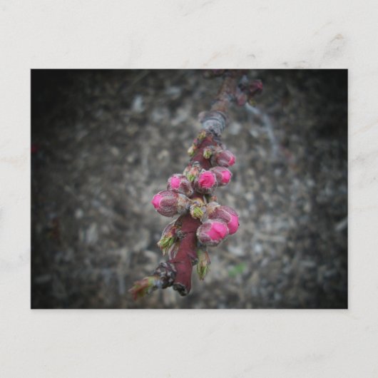 Blume Postkarte (Vorderseite)