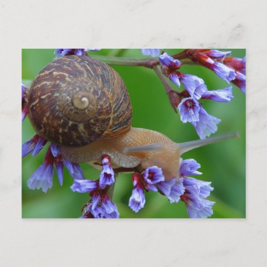 Blume Postkarte (Vorderseite)