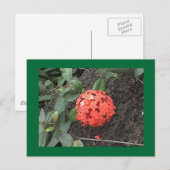 Blume Postkarte (Vorne/Hinten)