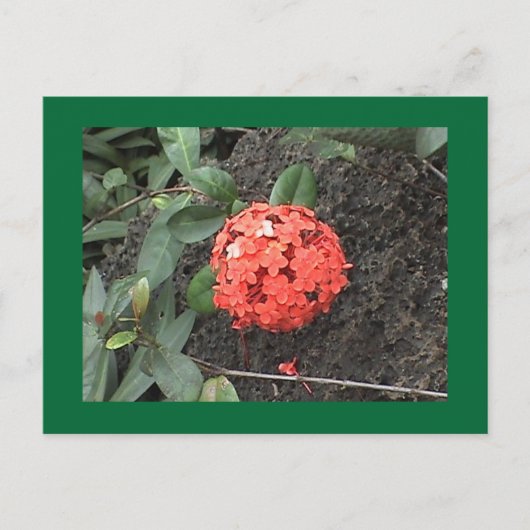 Blume Postkarte (Vorderseite)