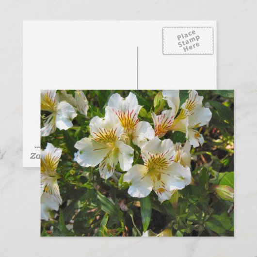 Blume Postkarte (Vorne/Hinten)