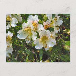 Blume Postkarte