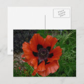 Blume Postkarte (Vorne/Hinten)