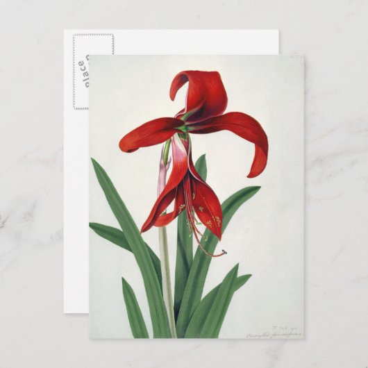 Blume Postkarte (Vorne/Hinten)