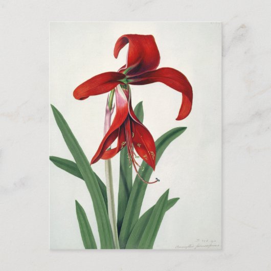 Blume Postkarte (Vorderseite)