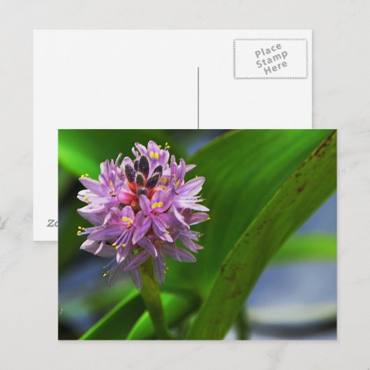 Blume Postkarte (Vorne/Hinten)