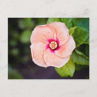 Blume Postkarte