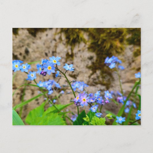 Blume Postkarte (Vorderseite)