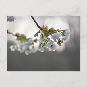 Blume Postkarte