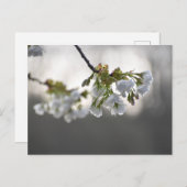 Blume Postkarte (Vorne/Hinten)