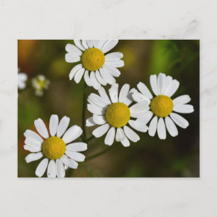 Blume Postkarte