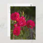 Blume Postkarte (Vorne/Hinten)