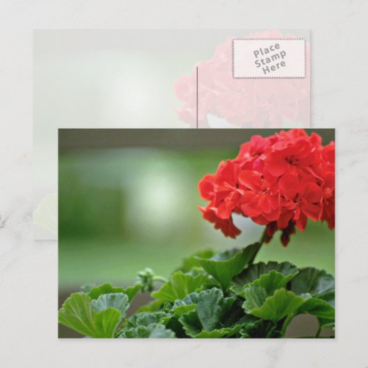 Blume Postkarte (Vorne/Hinten)