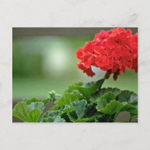 Blume Postkarte