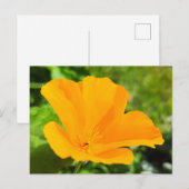 Blume Postkarte (Vorne/Hinten)