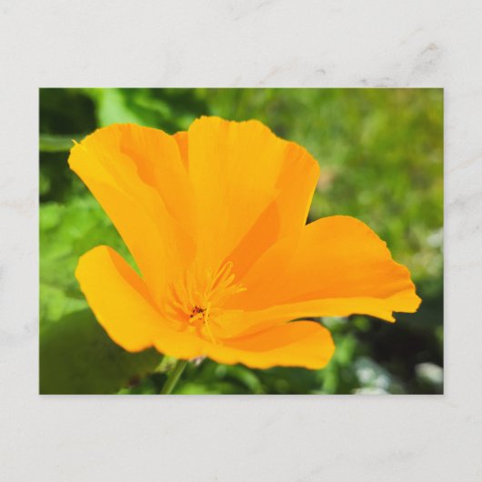 Blume Postkarte (Vorderseite)