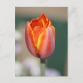 Blume Postkarte (Vorderseite)