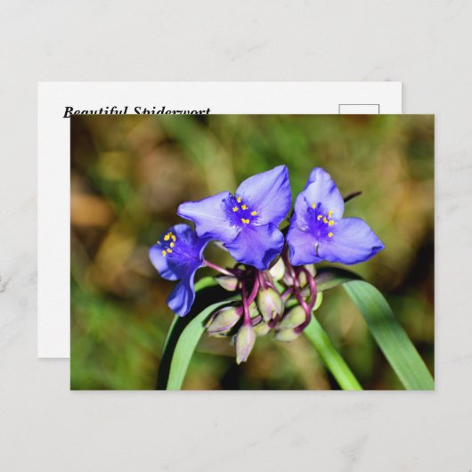 Blume Postkarte (Vorne/Hinten)