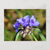 Blume Postkarte (Vorderseite)