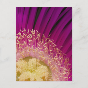 Blume Postkarte