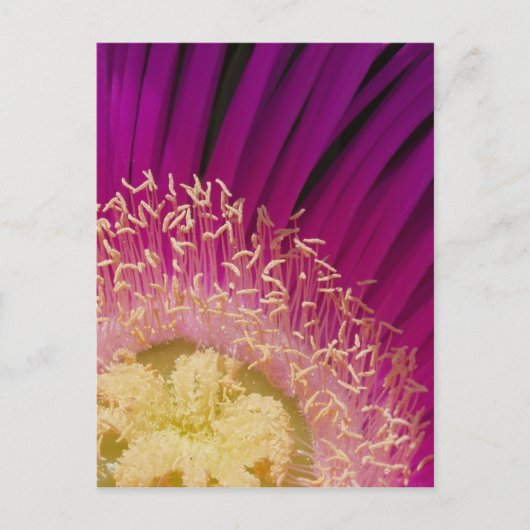 Blume Postkarte (Vorderseite)