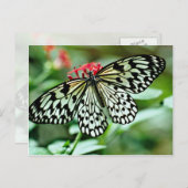 Blume Postkarte (Vorne/Hinten)