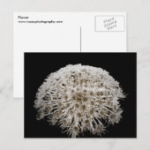 Blume Postkarte (Vorne/Hinten)