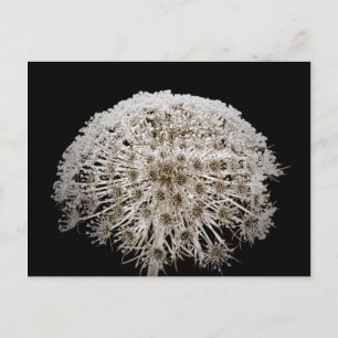 Blume Postkarte