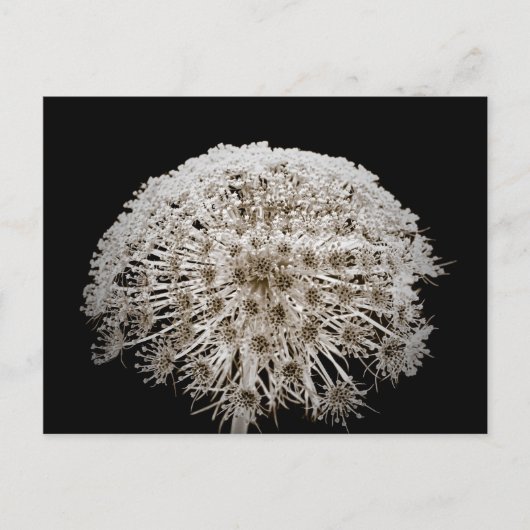 Blume Postkarte (Vorderseite)