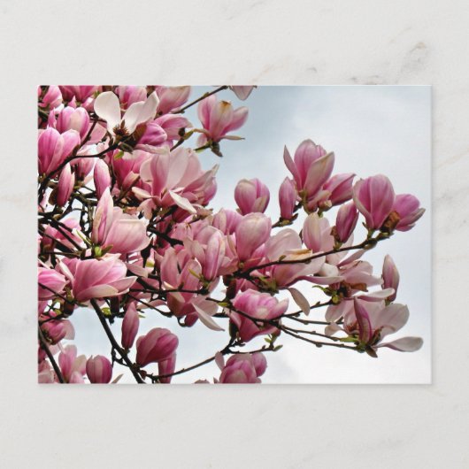 Blume Postkarte 79 (Vorderseite)