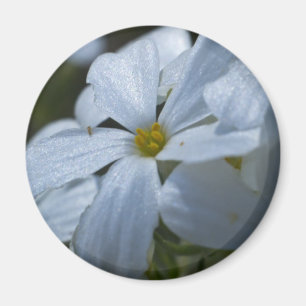 Blume Power Magnet