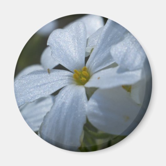 Blume Power Magnet (Vorne)