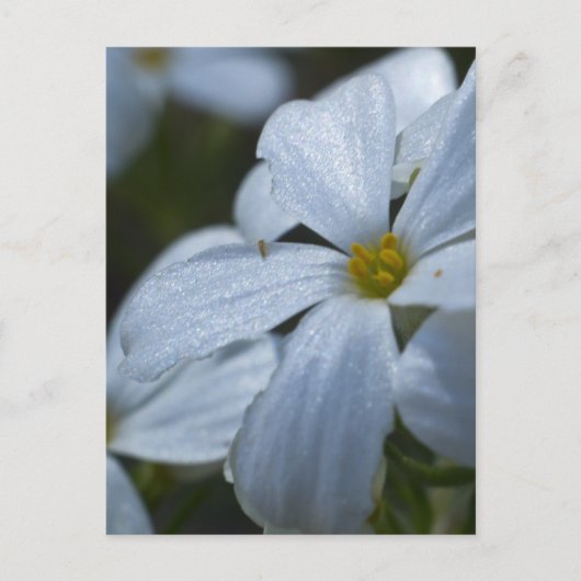 Blume Power Postkarte (Vorderseite)