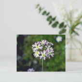 Blume Primula Laurentiana Postkarte (Stehend Vorderseite)