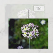 Blume Primula Laurentiana Postkarte (Vorne/Hinten)