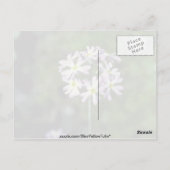 Blume Primula Laurentiana Postkarte (Rückseite)