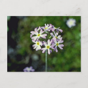 Blume Primula Laurentiana Postkarte