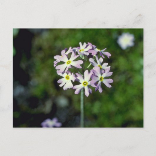 Blume Primula Laurentiana Postkarte (Vorderseite)