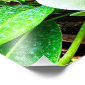 Blume Puerto Vallarta Fotodruck (Ecke)