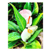 Blume Puerto Vallarta Fotodruck (Vorne)