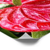 Blume Puerto Vallarta Poster (Ecke)