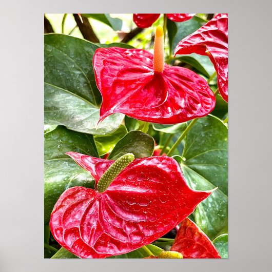 Blume Puerto Vallarta Poster (Vorne)