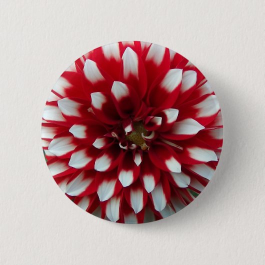Blume Red and White Dahlia Button (Vorderseite)