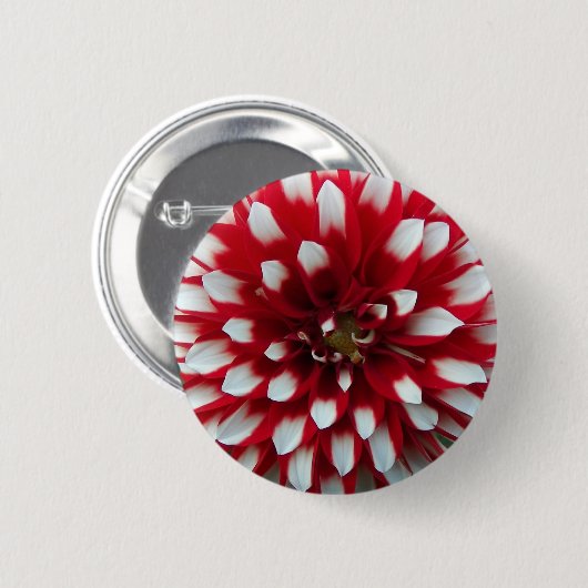 Blume Red and White Dahlia Button (Vorne & Hinten)